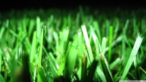 fresh-cut-grass_00443177